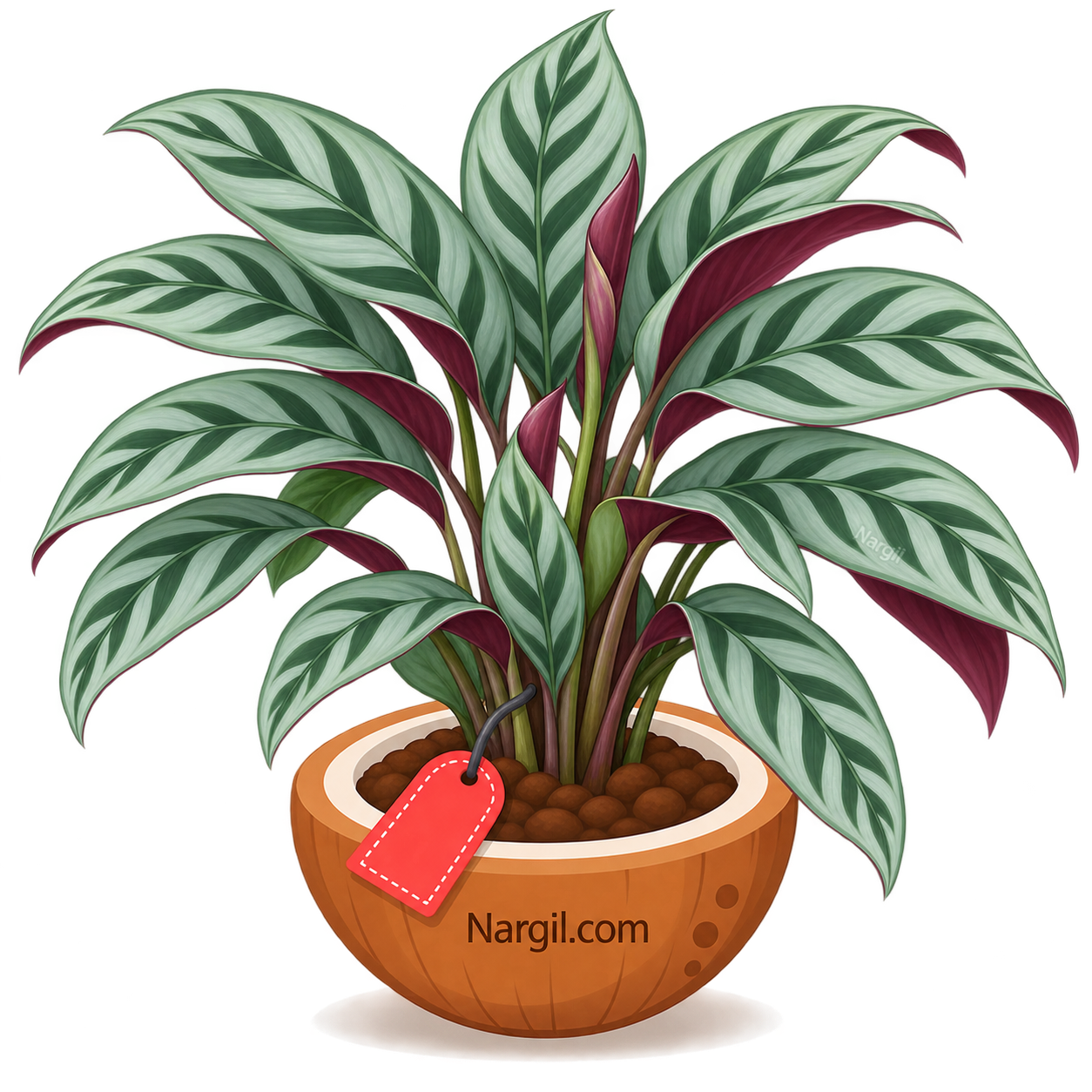 Nargil_Ctenanthe Setosa